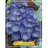 Karpatinis katilėlis - Campanula carpatica PERLA BLUE