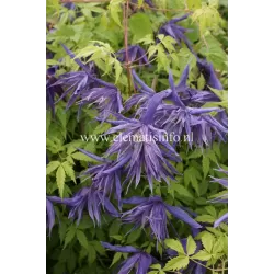 Raganė (vijutrė) - Clematis atregene SPIKY ®