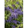 Raganė (vijutrė) - Clematis atregene SPIKY ®