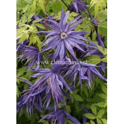 Raganė (vijutrė) - Clematis atregene SPIKY ®