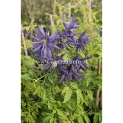 Raganė (vijutrė) - Clematis atregene SPIKY ®