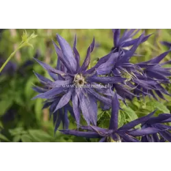 Raganė (vijutrė) - Clematis atregene SPIKY ®