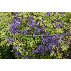 Raganė (vijutrė) - Clematis atregene SPIKY ®