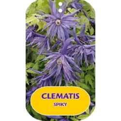 Raganė (vijutrė) - Clematis atregene SPIKY ®