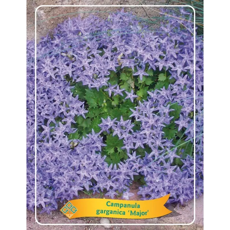 Campanula garganica MAJOR