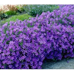 Smailiažiedis katilėlis - Campanula garganica MAJOR