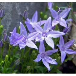 Smailiažiedis katilėlis - Campanula garganica MAJOR