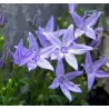 Smailiažiedis katilėlis - Campanula garganica MAJOR