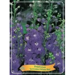 Pentinius - Delphinium LAVENDER WHITE BEE