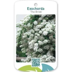 Exochorda THE BRIDE
