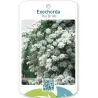 Egzochorda - Exochorda × macrantha THE BRIDE