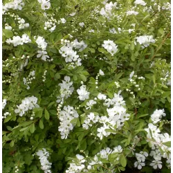 Egzochorda - Exochorda × macrantha THE BRIDE