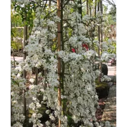 Exochorda THE BRIDE