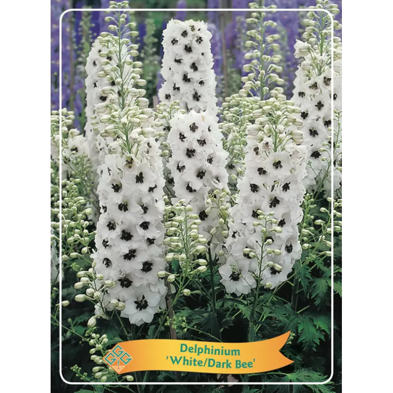Delphinium White/DARK BEE