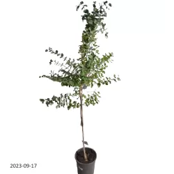 Eukaliptas - Eucalyptus stuartiana