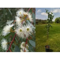 Egzotiniai augalai internetu