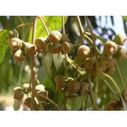 Egzotiniai augalai internetu