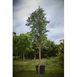 Egzotiniai augalai internetu