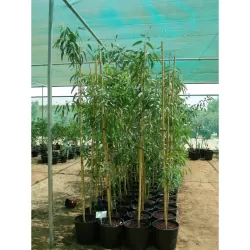 Egzotiniai augalai internetu