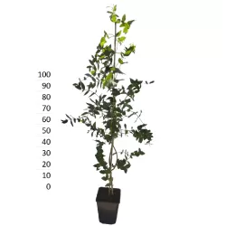 Egzotiniai augalai internetu