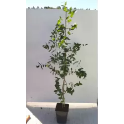 Raudonasis upinis eukaliptas - Eucalyptus camaldulensis