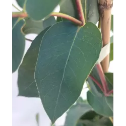 Egzotiniai augalai internetu