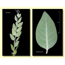 Egzotiniai augalai internetu