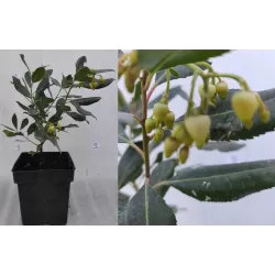 Žemuoginis arbutas - Arbutus unedo COMPACTA