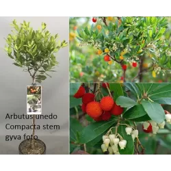 Žemuoginis arbutas - Arbutus unedo COMPACTA
