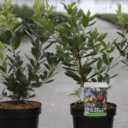 Arbutus unedo COMPACTA