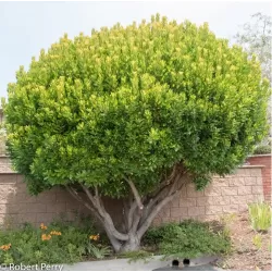 Arbutus unedo COMPACTA