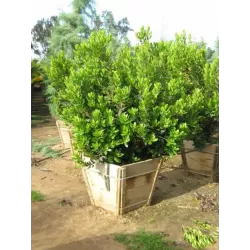 Arbutus unedo COMPACTA