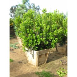 Žemuoginis arbutas - Arbutus unedo COMPACTA