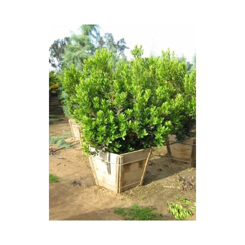 Arbutus unedo COMPACTA