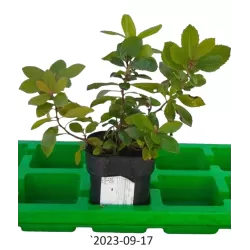 Arbutus unedo COMPACTA