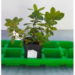 Arbutus unedo COMPACTA