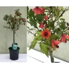 Abutilon RED TRUMPET