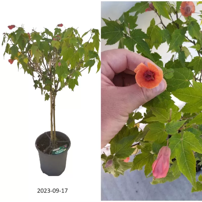 Galenis - Abutilon RED TRUMPET