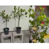 Galenis (geltonas) - Abutilon YELLOW