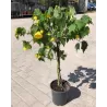 Galenis (geltonas) - Abutilon YELLOW