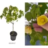 Abutilon YELLOW
