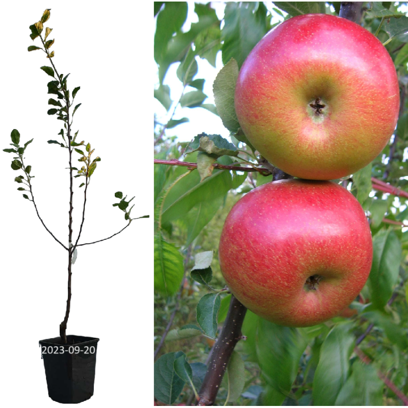 Apple Tree - Malus domestica ALDAS