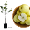 Apple Tree - Malus domestica ANTANINIS