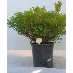 Kapoklinis tujenis - Thujopsis dolabrata NANA