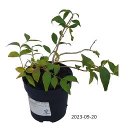 Stambiažiedis (blizgantysis) vytmenys - Abelia grandiflor