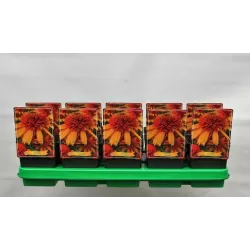 Echinacea IRRESISTIBLE