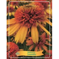 Ežiuolė - Echinacea IRRESISTIBLE