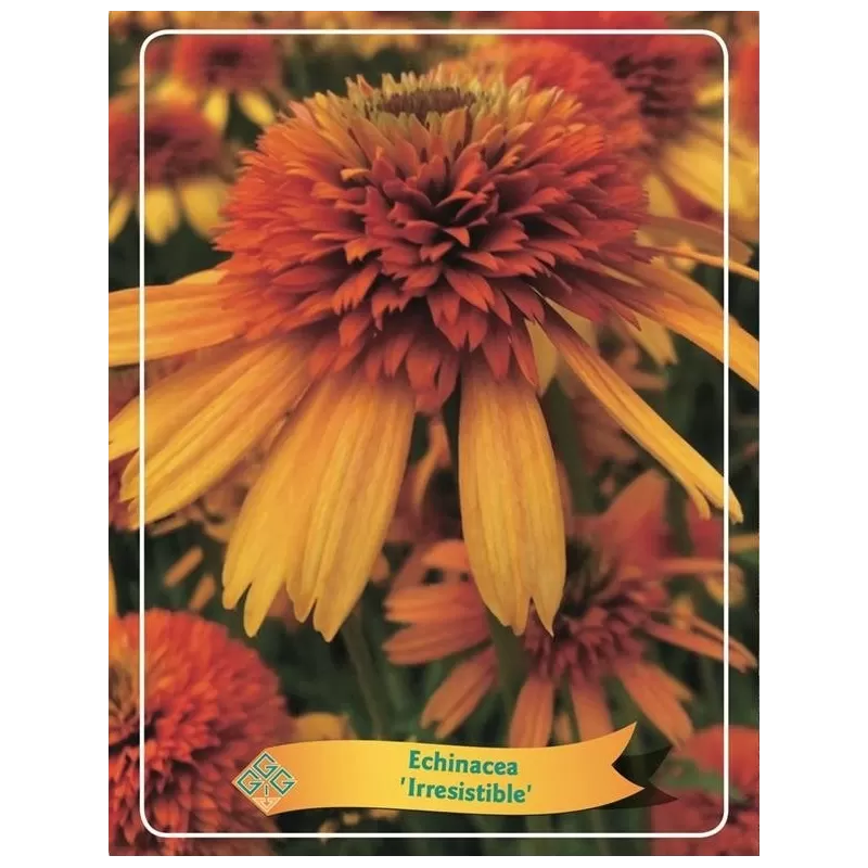 Ežiuolė - Echinacea IRRESISTIBLE