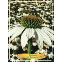 Ežiuolė - Echinacea purpurea POW WOW WHITE
