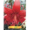 Lelija - Lilium Red Life